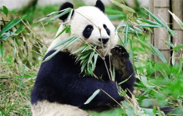 As a close relative of bears, why don’t giant pandas hibernate?